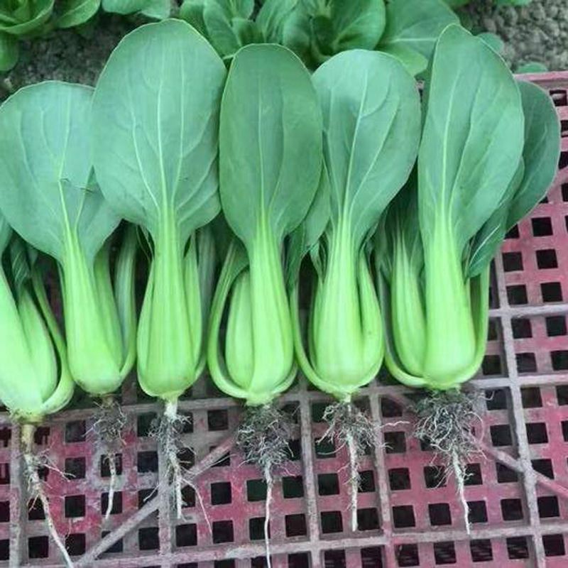 华尔兹圆宝青梗菜种子耐热耐湿油亮型青菜种子夏秋季抗热青菜