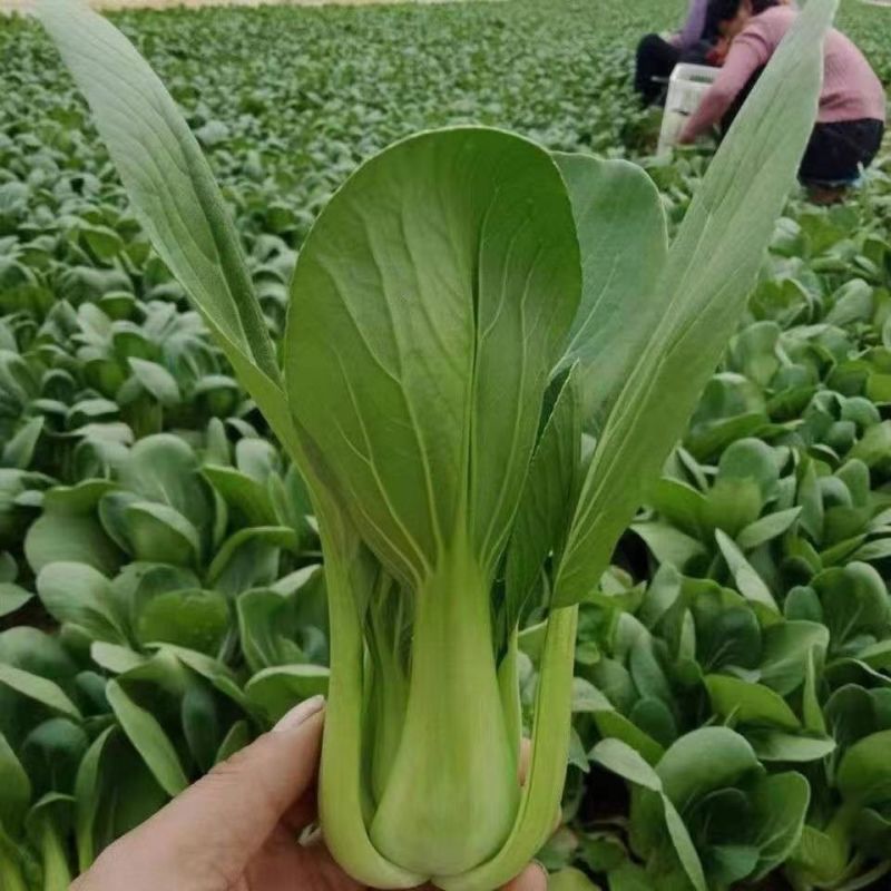 华尔兹圆宝青梗菜种子耐热耐湿油亮型青菜种子夏秋季抗热青菜