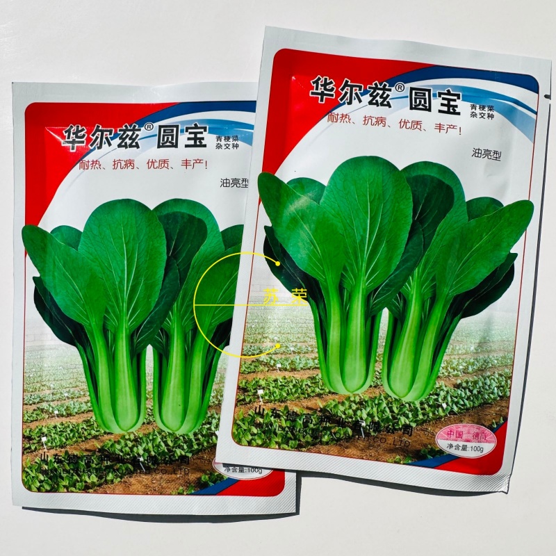华尔兹圆宝青梗菜种子耐热耐湿油亮型青菜种子夏秋季抗热青菜
