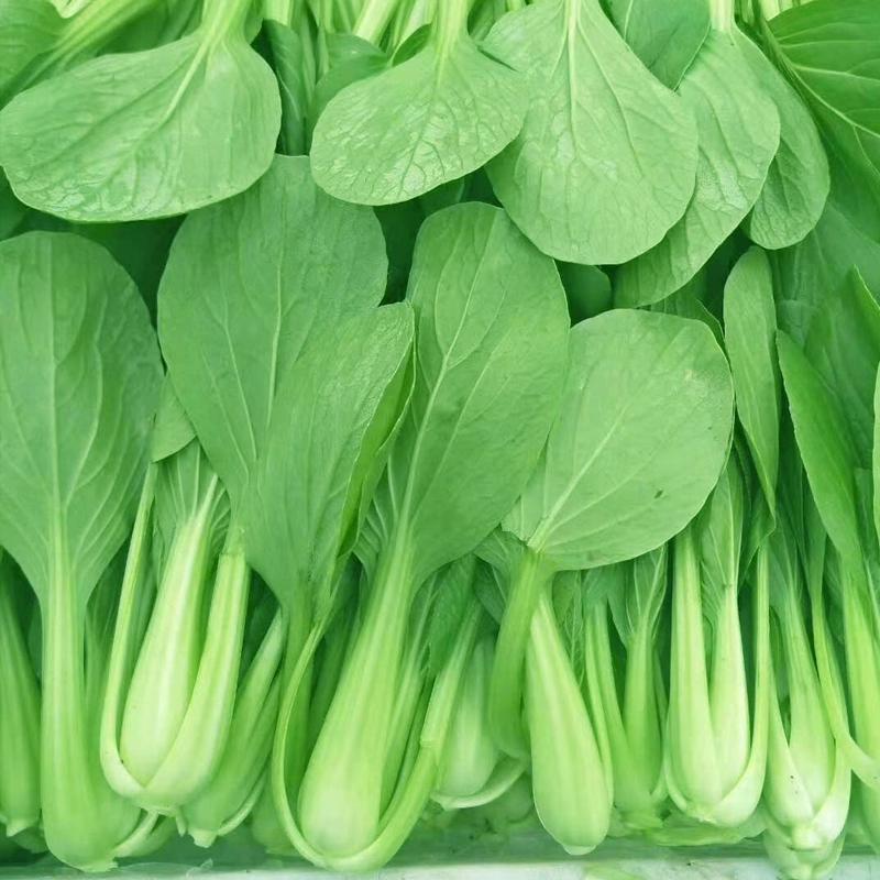 德高华尔兹美丽青梗菜种子耐热耐湿油亮青菜种子耐高温易捆