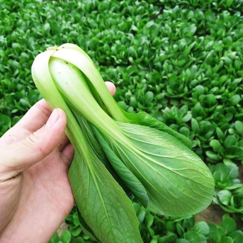 德高华尔兹美丽青梗菜种子耐热耐湿油亮青菜种子耐高温易捆