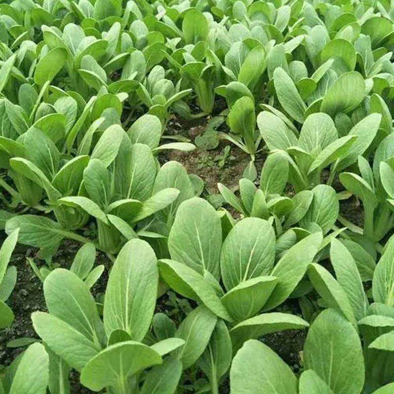 德高华尔兹美丽青梗菜种子耐热耐湿油亮青菜种子耐高温易捆