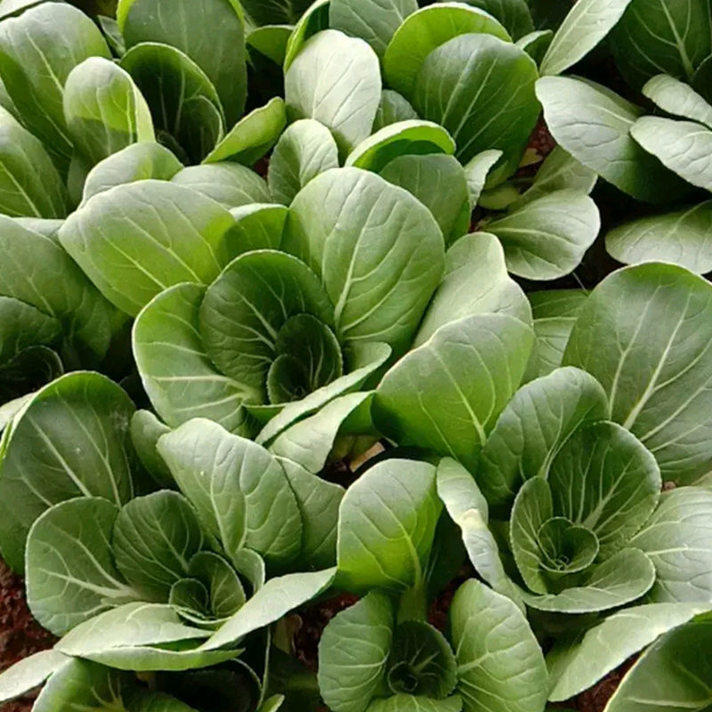 德高华尔兹美丽青梗菜种子耐热耐湿油亮青菜种子耐高温易捆