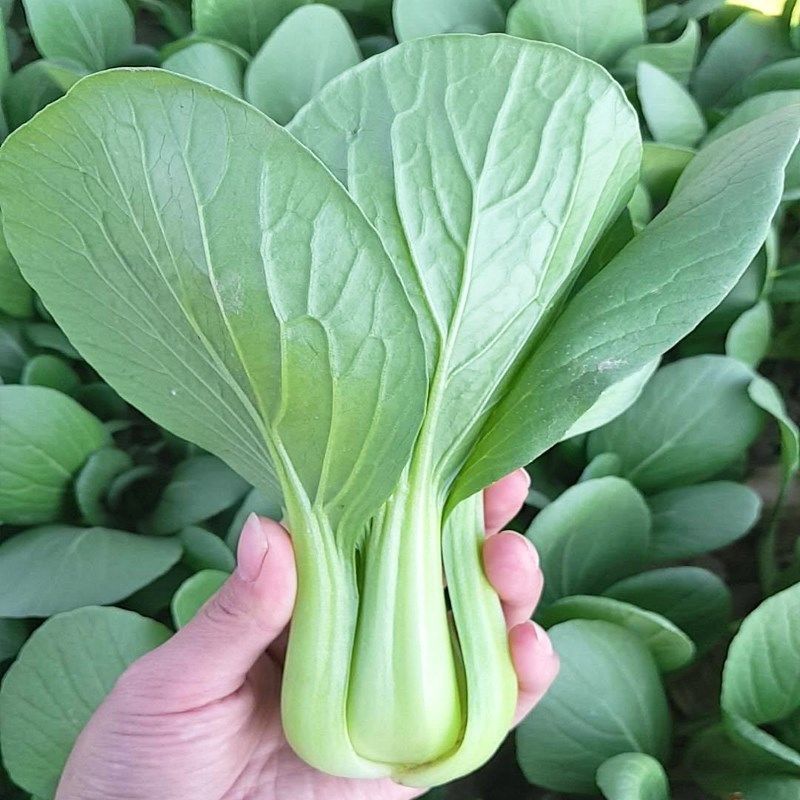 正源和利农夏优青梗菜种子青梗绿叶青菜种籽品质柔嫩耐热耐湿