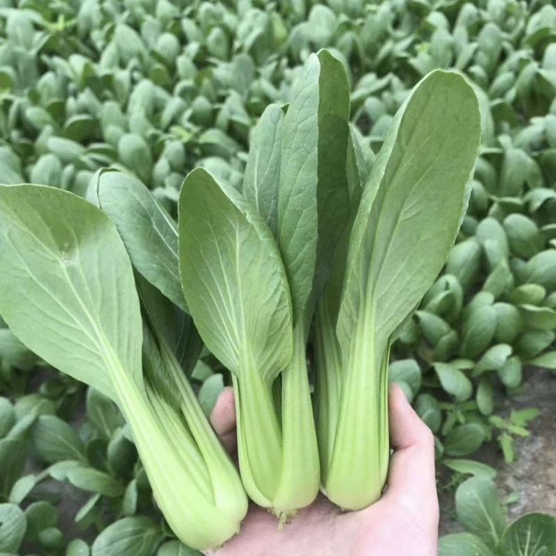 正源和利农夏优青梗菜种子青梗绿叶青菜种籽品质柔嫩耐热耐湿