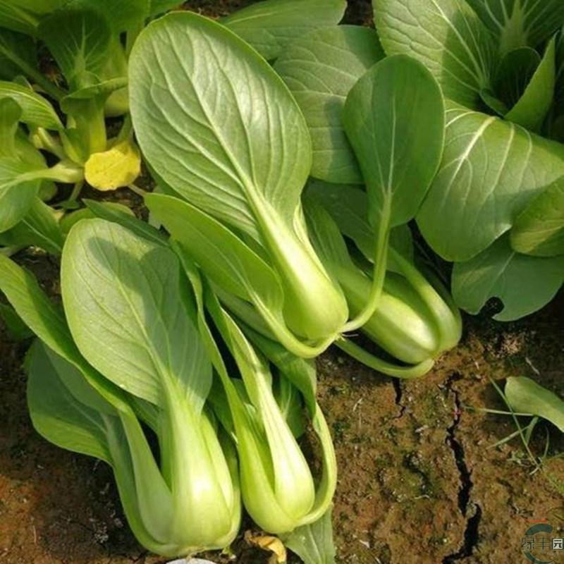 欧兰德夏菠帝青梗菜种子早熟耐热耐湿耐雨小青菜种籽四季蔬菜
