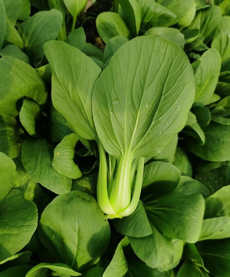 欧兰德夏菠帝青梗菜种子早熟耐热耐湿耐雨小青菜种籽四季蔬菜
