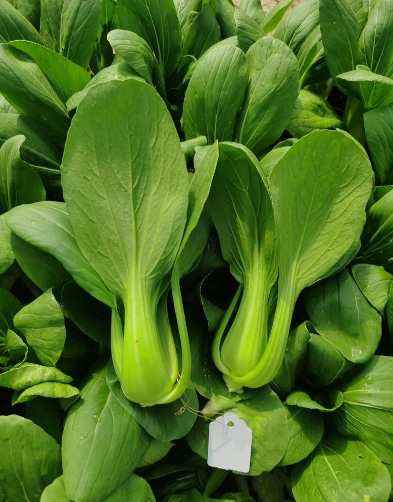 欧兰德夏菠帝青梗菜种子早熟耐热耐湿耐雨小青菜种籽四季蔬菜