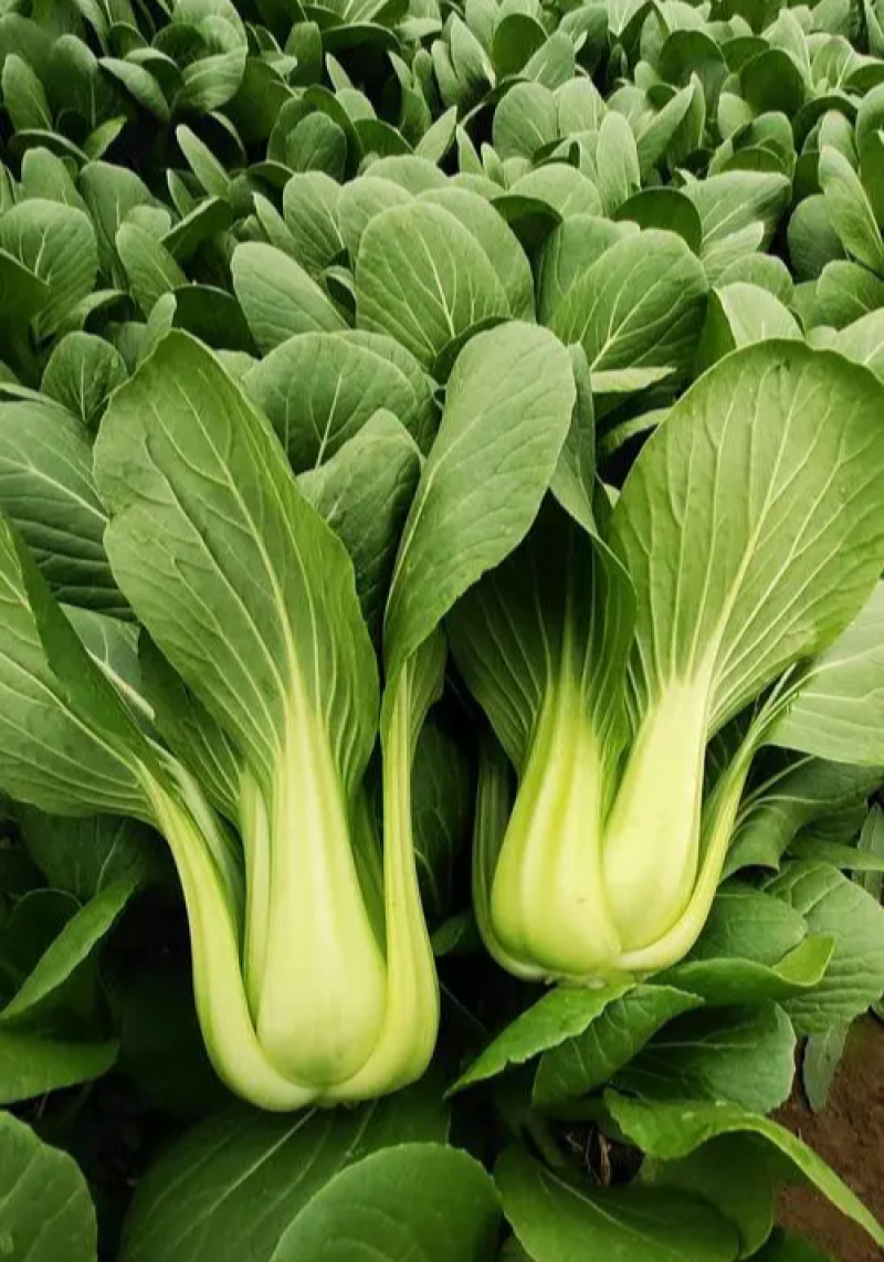欧兰德夏菠帝青梗菜种子早熟耐热耐湿耐雨小青菜种籽四季蔬菜