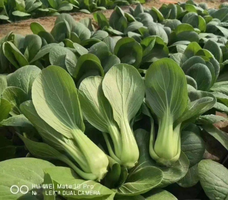 欧兰德夏菠帝青梗菜种子早熟耐热耐湿耐雨小青菜种籽四季蔬菜
