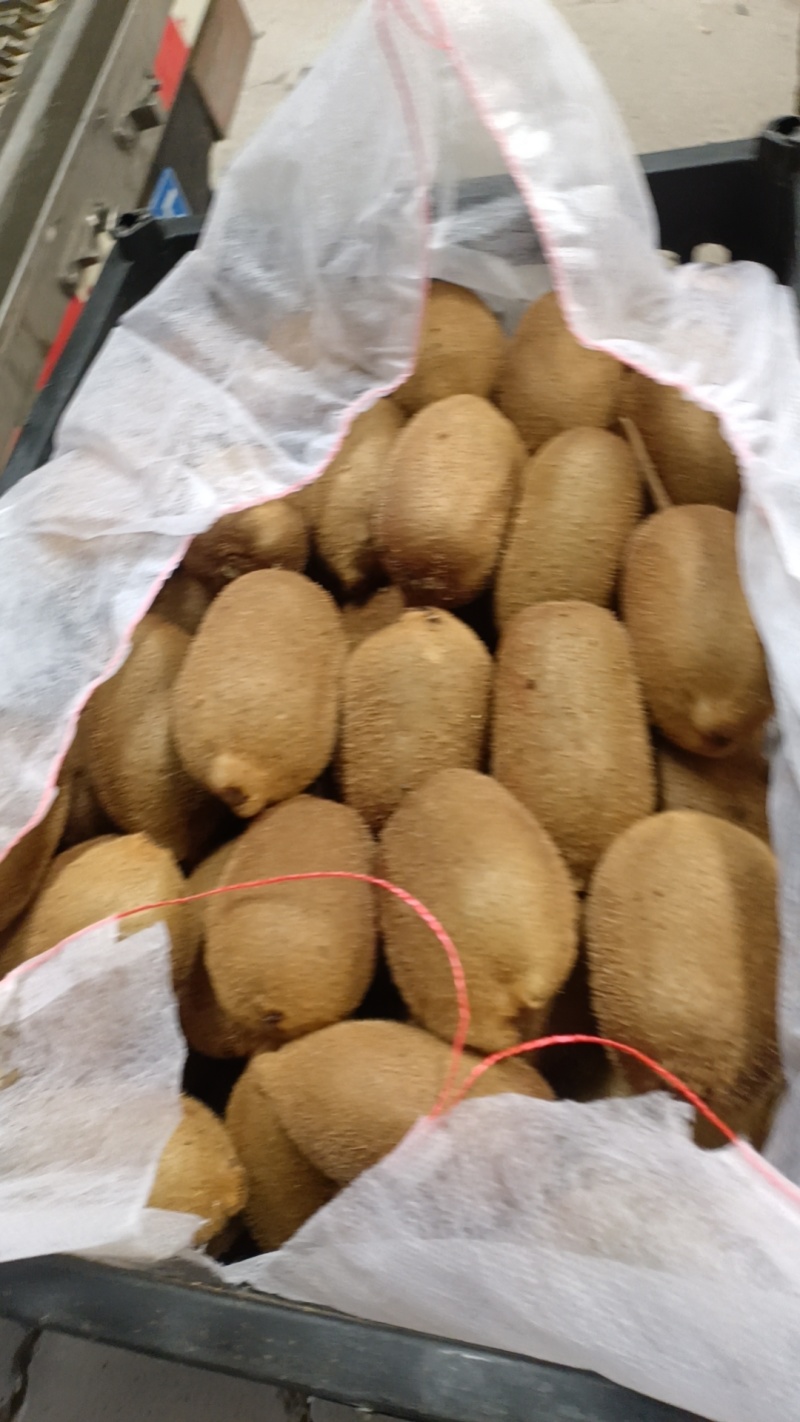 米良猕猴桃