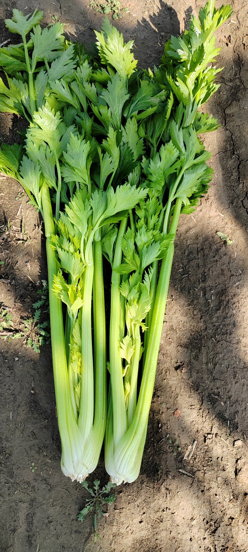 【热卖】优质芹菜新鲜供应，基地大量现货供应，中大颗，实惠