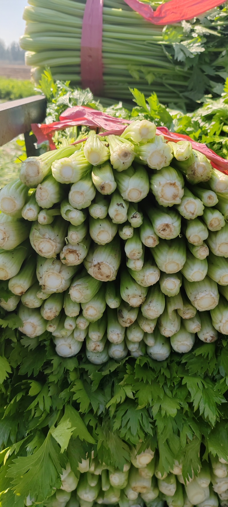 【热卖】优质芹菜新鲜供应，基地大量现货供应，中大颗，实惠