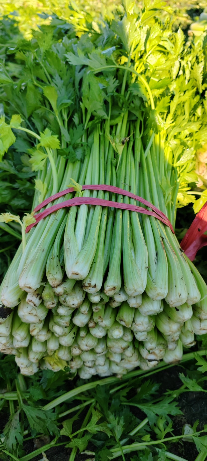 【热卖】优质芹菜新鲜供应，基地大量现货供应，中大颗，实惠