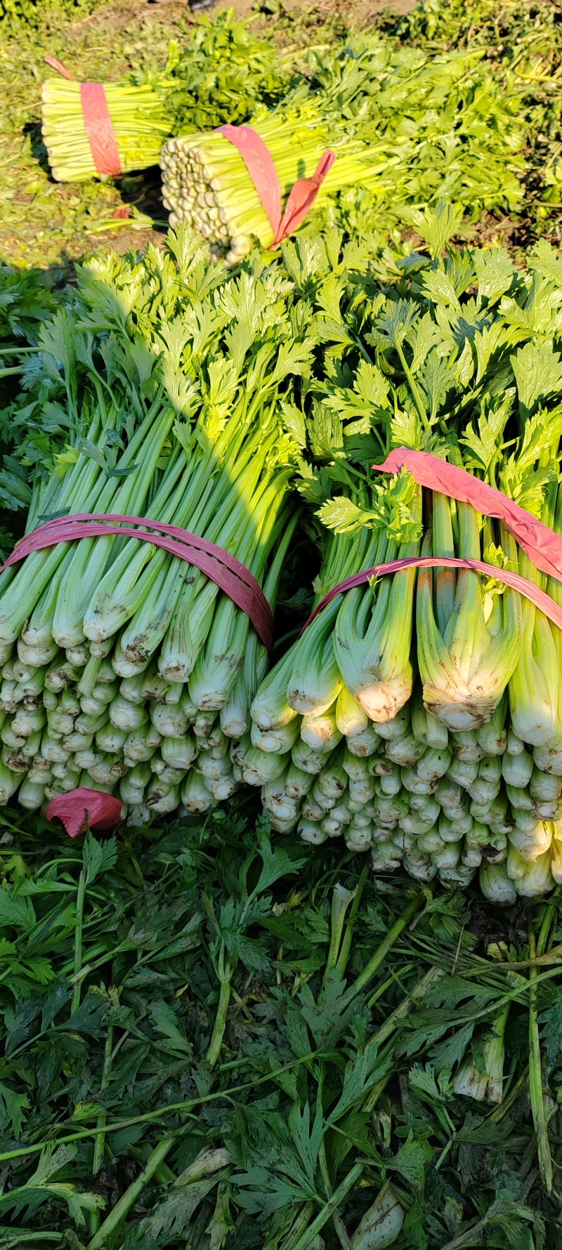【热卖】优质芹菜新鲜供应，基地大量现货供应，中大颗，实惠
