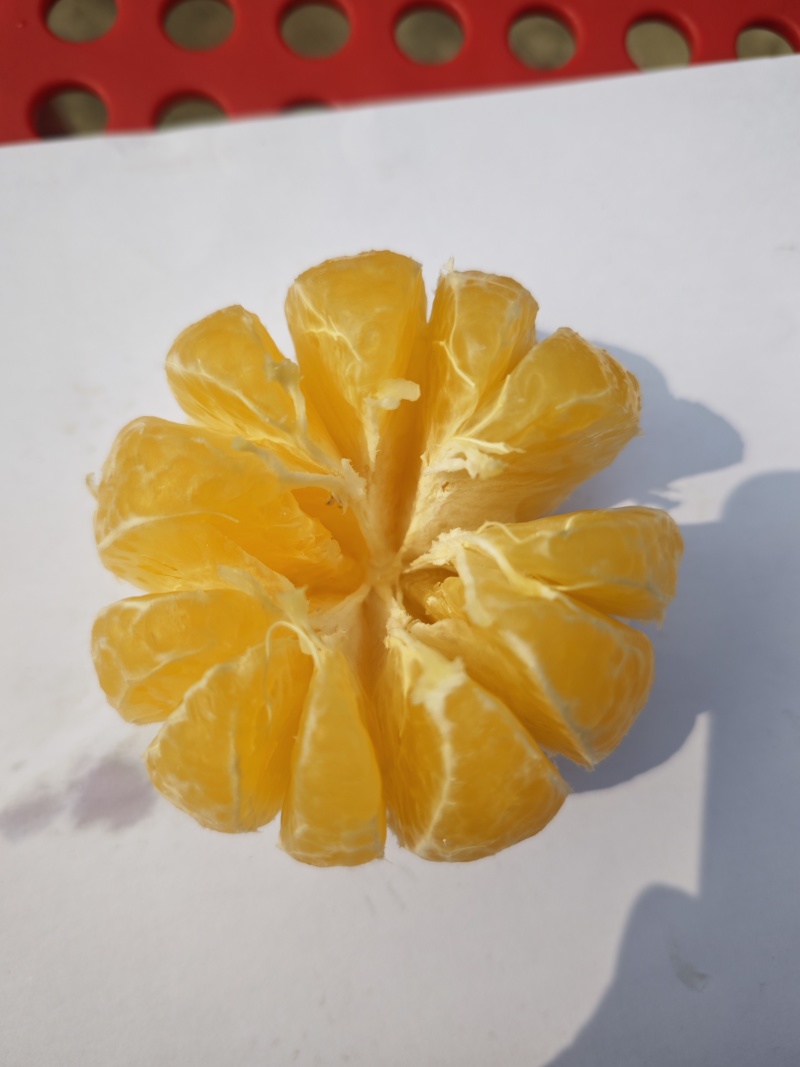 阳光一号桔柚，阳光1号桔柚