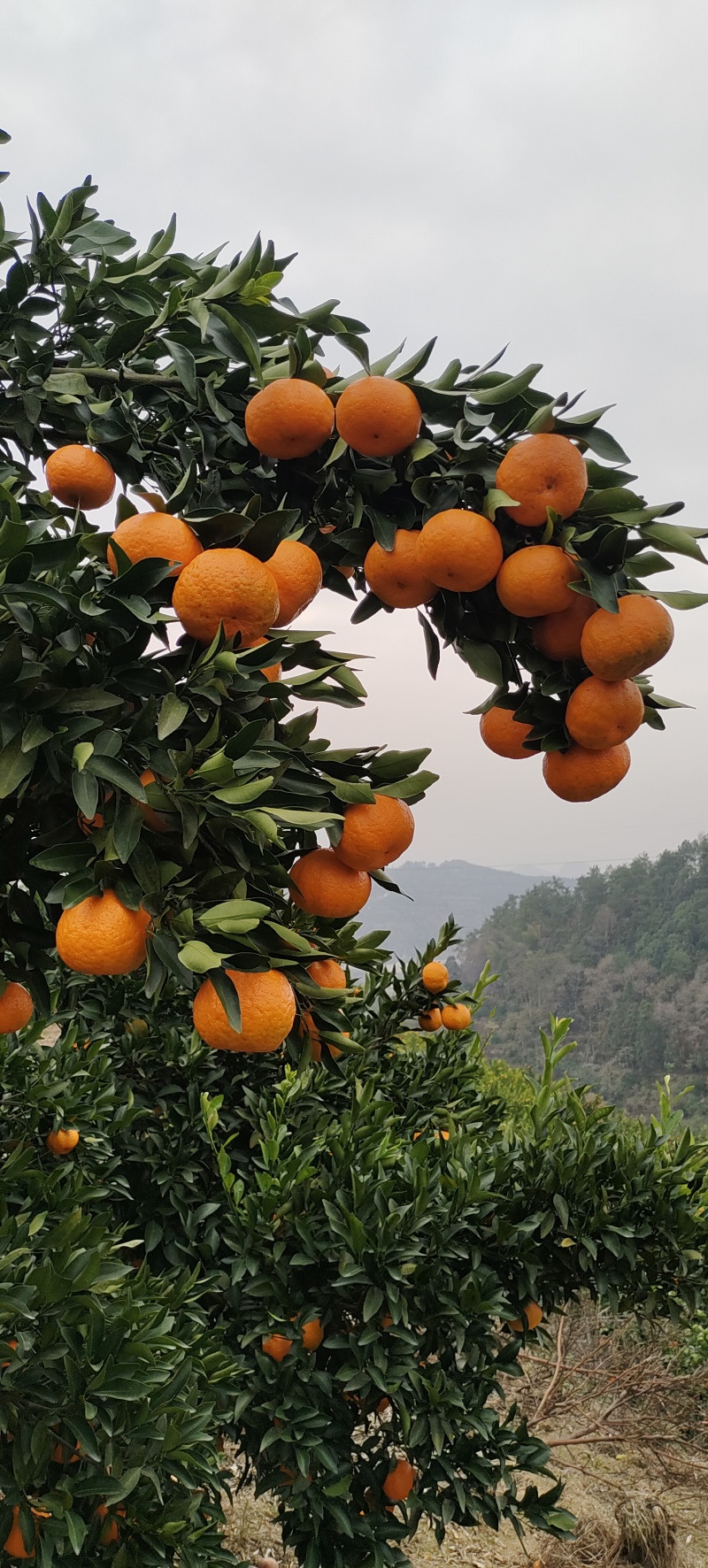 湖南椪柑标志性产区，果大脆甜硬度好，果面颜色鲜红气味芳香