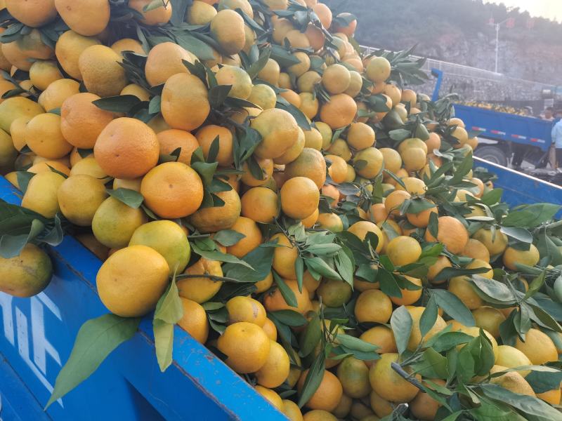 湖北丹江口优质高山小叶蜜桔，产地一手货源，质量保证，量大