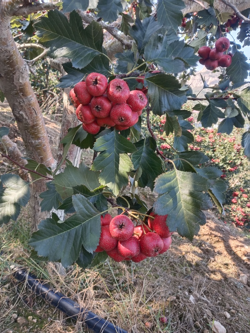 大金星山楂