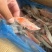 三文鱼鱼鳍三文鱼鱼翅原浆鱼翅马哈鱼鱼翅烧烤食材自助餐食材