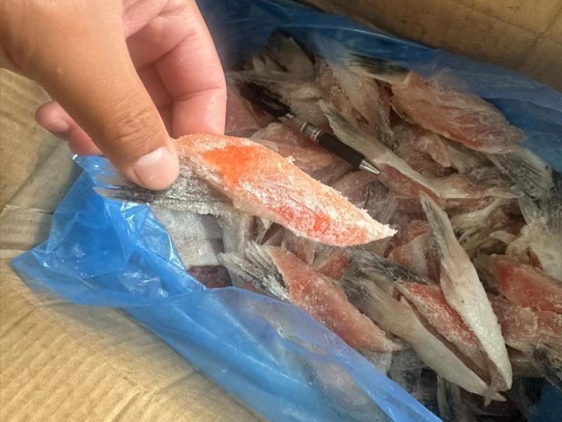 三文鱼鱼鳍三文鱼鱼翅原浆鱼翅马哈鱼鱼翅烧烤食材自助餐食材