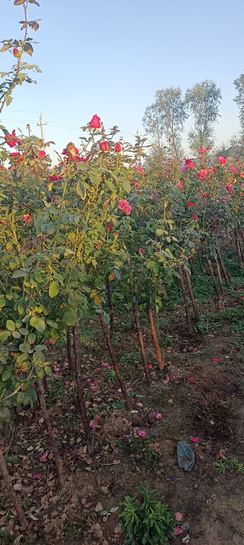 南阳直供2一8公分树桩月季，量大从优，欢迎大来基地指导。