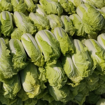 娃娃菜自产自销鲜菜有货