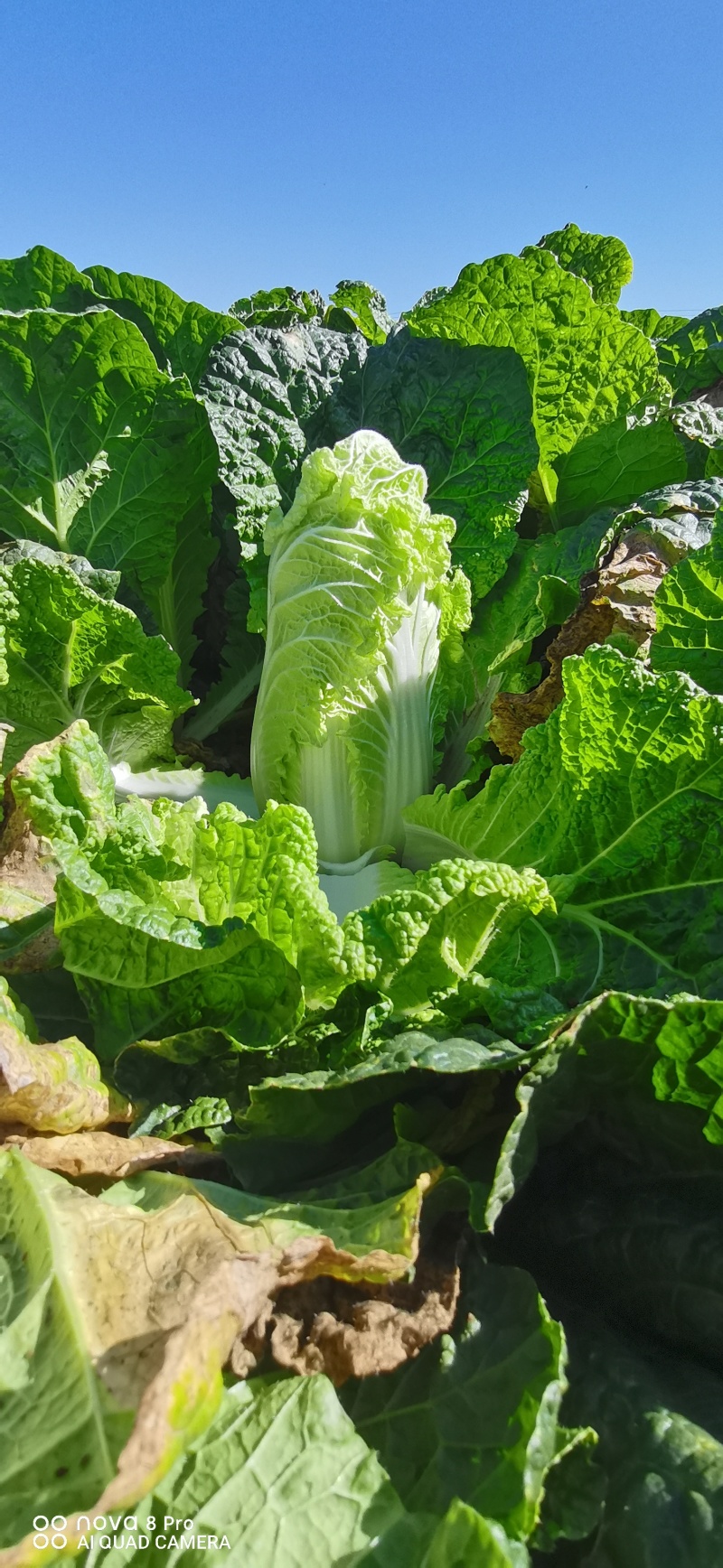 娃娃菜自产自销鲜菜有货
