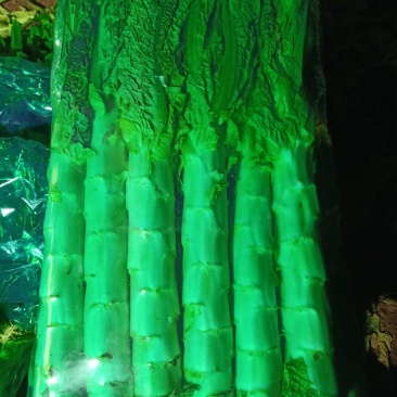 山东沂南精品红尖叶莴笋现大量上市了，保质保量，价格低。