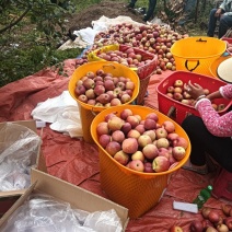 丽江宁蒗小凉山萍果