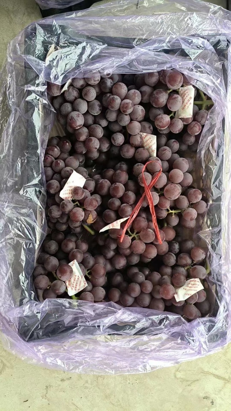 河北卢龙精品库存巨峰价格真实品质保证对接电商超市各大市场