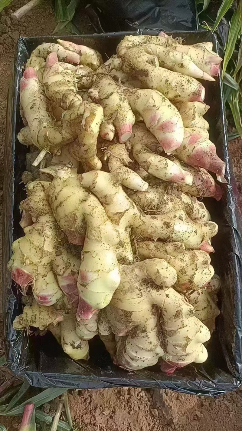 鲜姜山东红芽姜大量现货供应，现挖现发，对接电商市场批发商