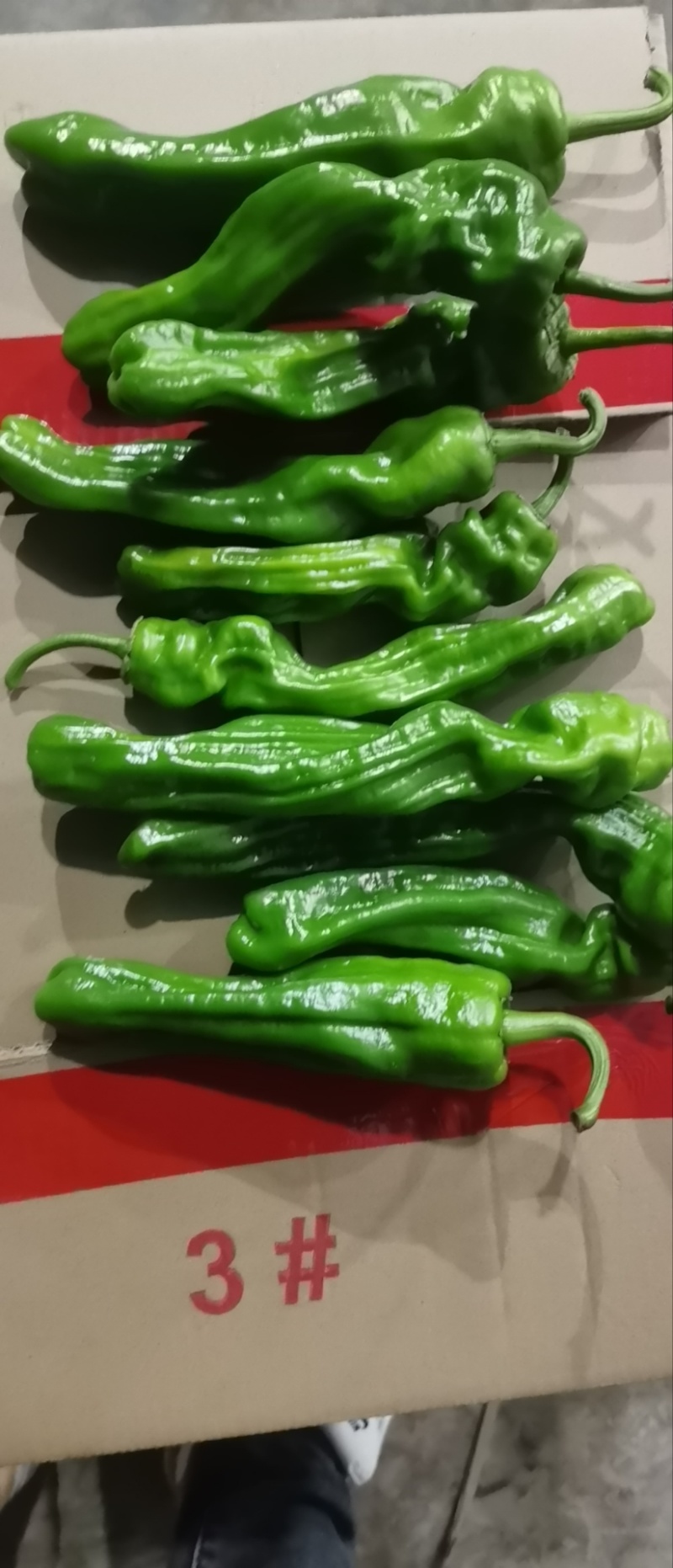 【推荐】江苏精品辣椒芜湖椒大量供应产地直发价优可看货