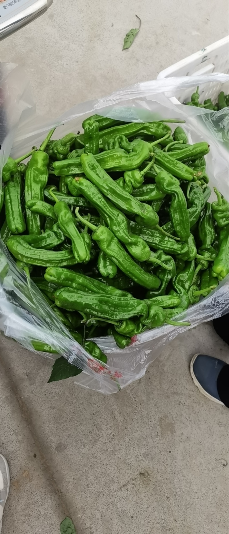 【推荐】江苏精品辣椒芜湖椒大量供应产地直发价优可看货