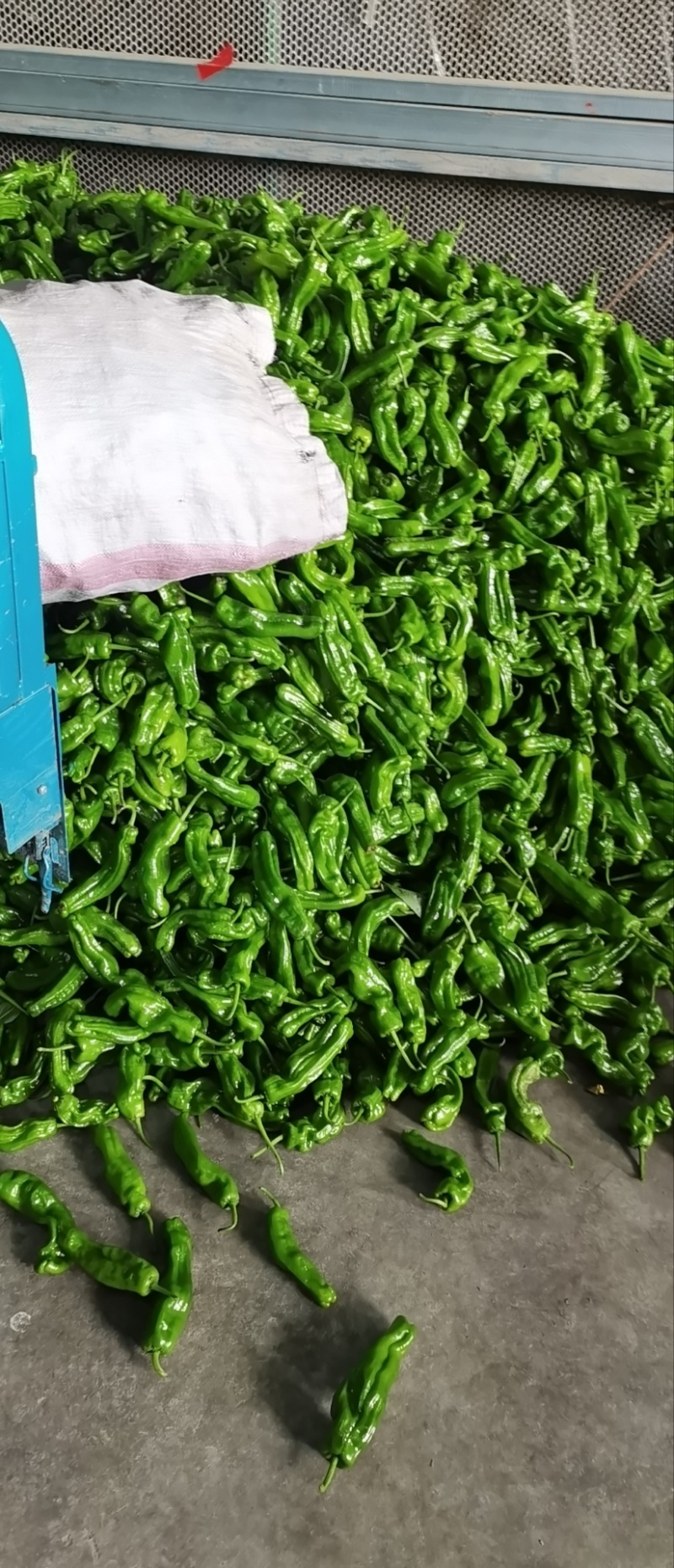 【推荐】江苏精品辣椒芜湖椒大量供应产地直发价优可看货