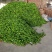 【推荐】江苏精品辣椒芜湖椒大量供应产地直发价优可看货