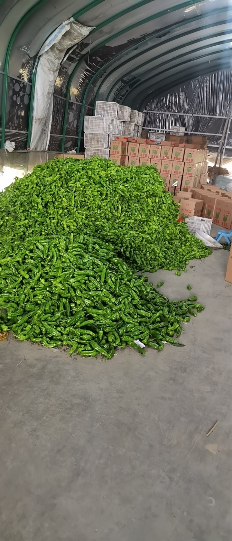 【推荐】江苏精品辣椒芜湖椒大量供应产地直发价优可看货