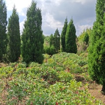 5米蜀桧