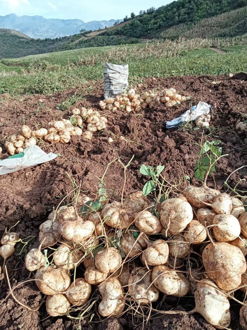 官田土瓜大量上市