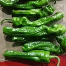 【推荐】江苏精品辣椒芜湖椒大量供应产地直发价优可看货