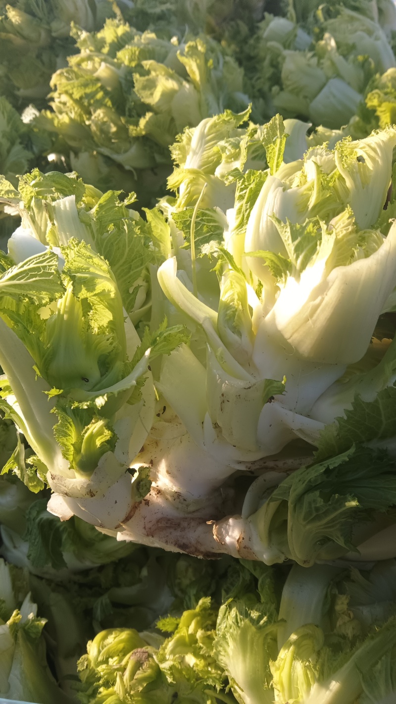 万亩娃娃菜，也叫儿菜，大量有现货价格实惠，保质保量。