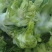 万亩娃娃菜，也叫儿菜，大量有现货价格实惠，保质保量。