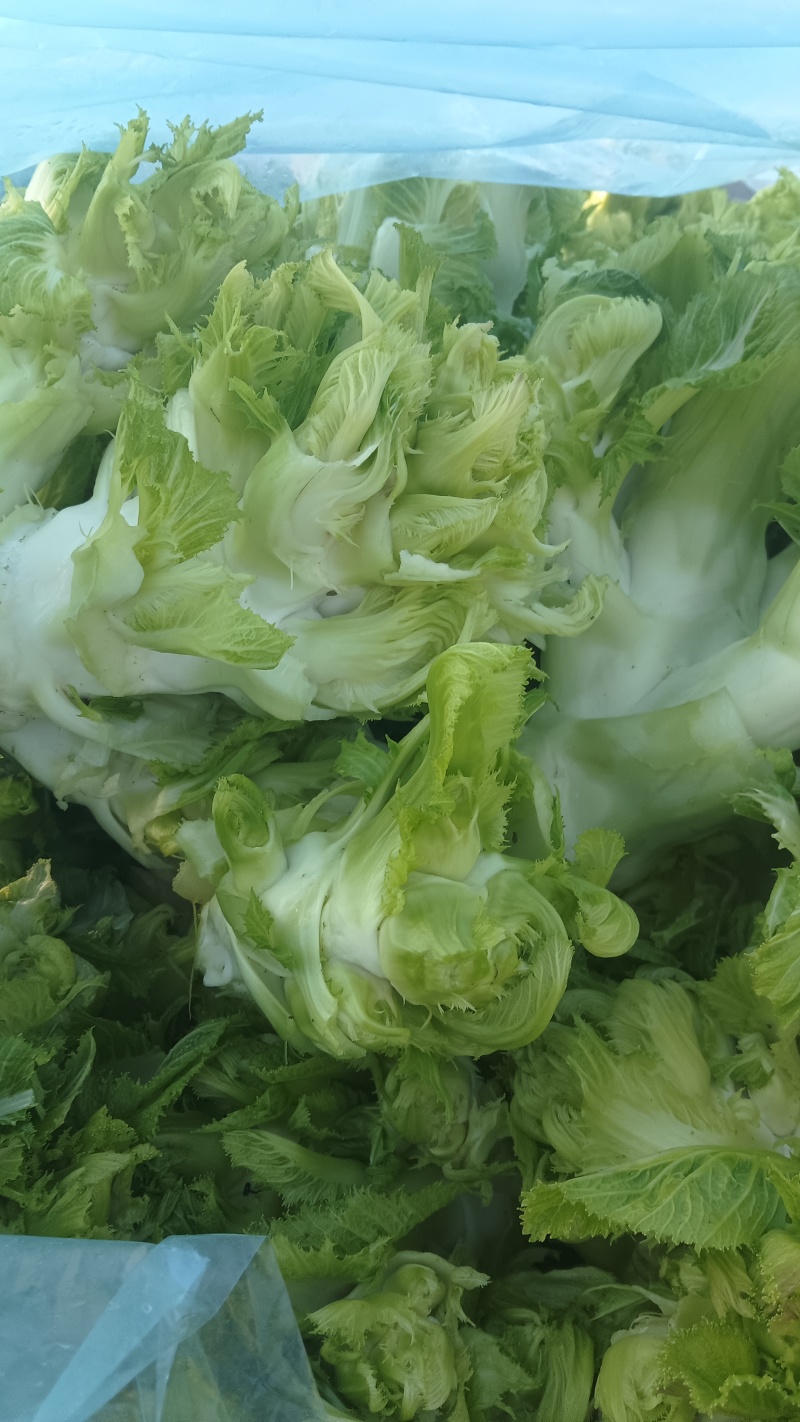 万亩娃娃菜，也叫儿菜，大量有现货价格实惠，保质保量。