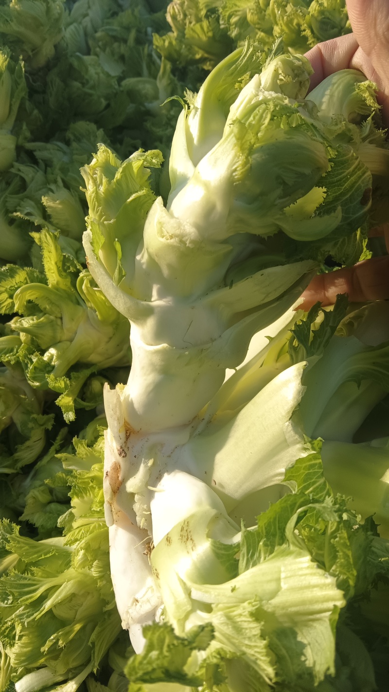 万亩娃娃菜，也叫儿菜，大量有现货价格实惠，保质保量。