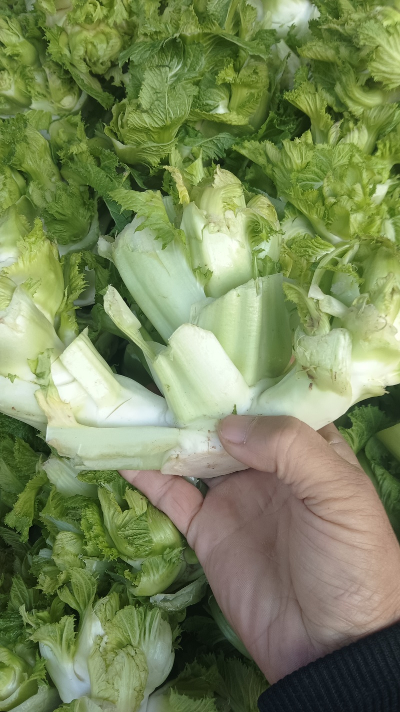 万亩娃娃菜，也叫儿菜，大量有现货价格实惠，保质保量。