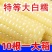 （包邮）新鲜东北黄糯玉米黑龙江黄糯玉米棒10根新鲜玉米