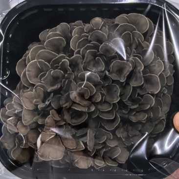 灰树花鲜货舞茸菌菌菇煲汤炒菜营养价值高