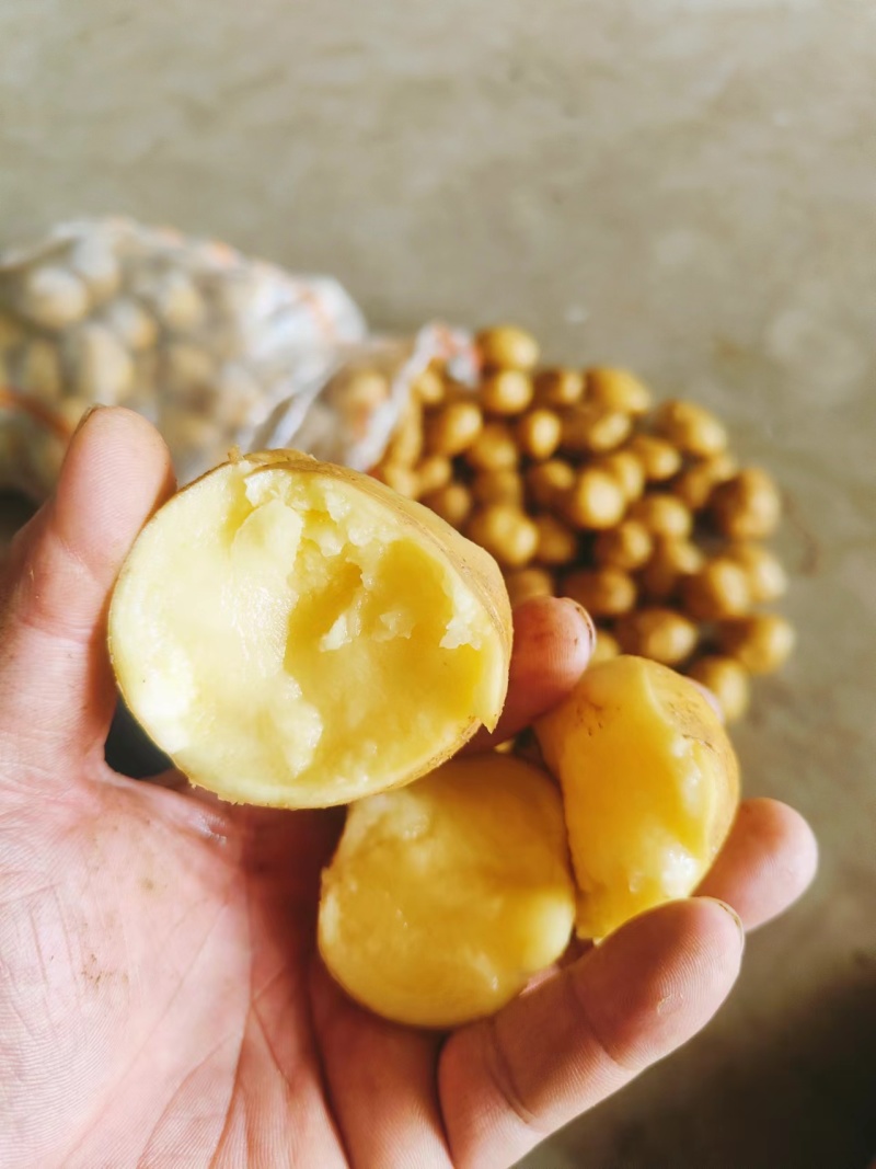 精品土豆内蒙微七，沃黄鑫土豆荷兰十五土豆一手货源