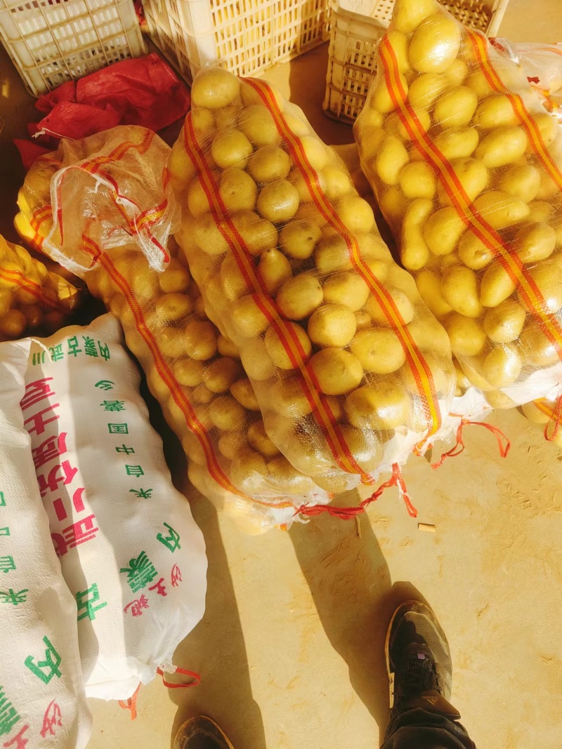 精品土豆内蒙微七，沃黄鑫土豆荷兰十五土豆一手货源