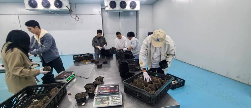 灰树花鲜货舞茸菌菌菇煲汤炒菜营养价值高